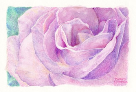 "Pink Rose" — One of the most burnished coloured pencil paintings I have ever produced. This little thing is the size of a greeting card, and it took me many hours.