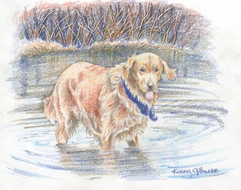 "Golden Retriever" — coloured pencil. I got the detail of the brush in the background by indenting the paper through a piece of tracing paper with a pencil. The tracing paper protected the working paper from the pencil, and I was able to lightly colour over the indented lines with my coloured pencils, building up layers of mixed colours. I eventually decided the white lines this left were too stark, and went in with very sharp pencils in different colours to tone them down.