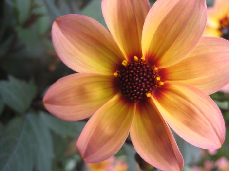 The flower — anyone who knows what this is, please leave me a comment!