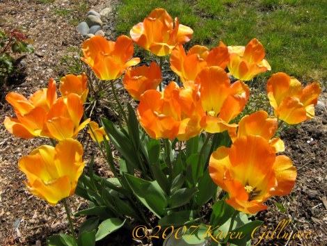 orange tulips spray