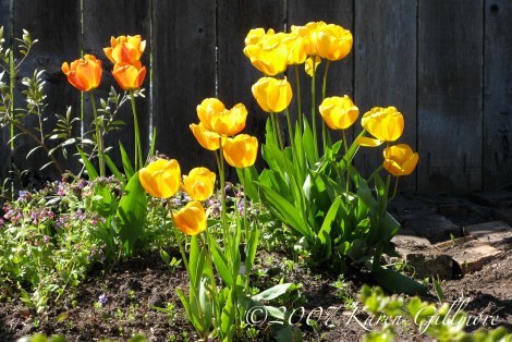 orange tulips