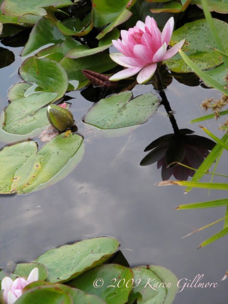 pink water lily