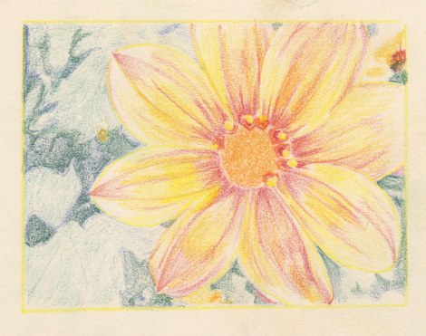 Starting to define the form of the little side florets, and I've covered the central disc with orange, in preparation for the next step. Notice that my strokes are circular or scribbly anyplace I just want to cover, but on the petals they are directional to emphasize the texture of the petals (although these petals also have colour lines that are directional, this applies to any type of flower).