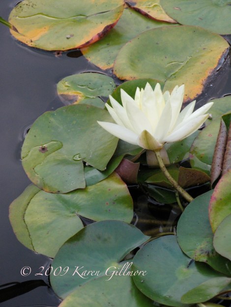 white water lily