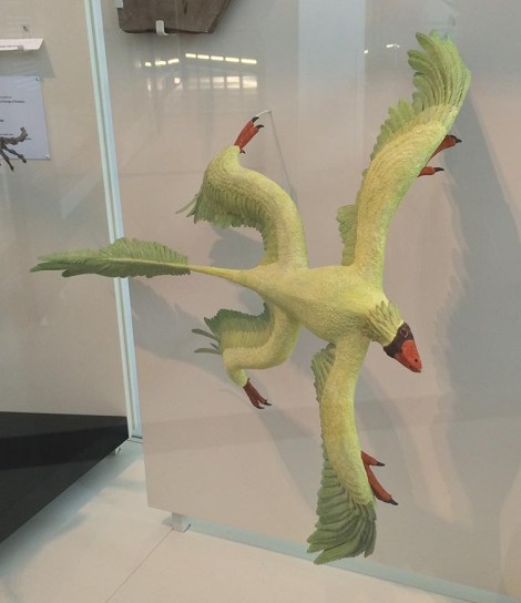 ... and reptiles becoming birds...