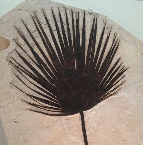 ... and plants that look suspiciously like the palmettos in Florida.