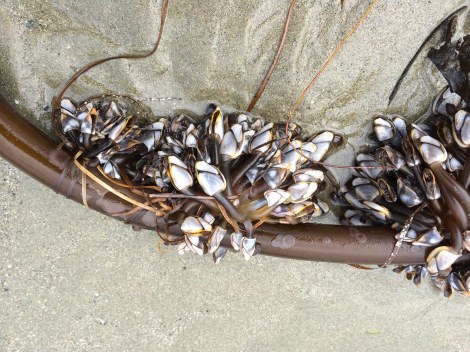 These are pelagic goose barnacles, clinging to the stipe (the stem) of a large bull kelp. They were still alive, having just washed up, and were sending out their little feet to try to catch plankton, but in vain. This is only a small section of them; they were thick and heavy near the leafy part of the kelp  (the blades) and the float. I took a lot of pictures from many angles and even some videos; I was fascinated by them, and felt very sad because I knew they were doomed and there was nothing I could do about it. It was like watching a whole city die. And I had never seen anything quite like this before, in all my years of haunting beaches.
