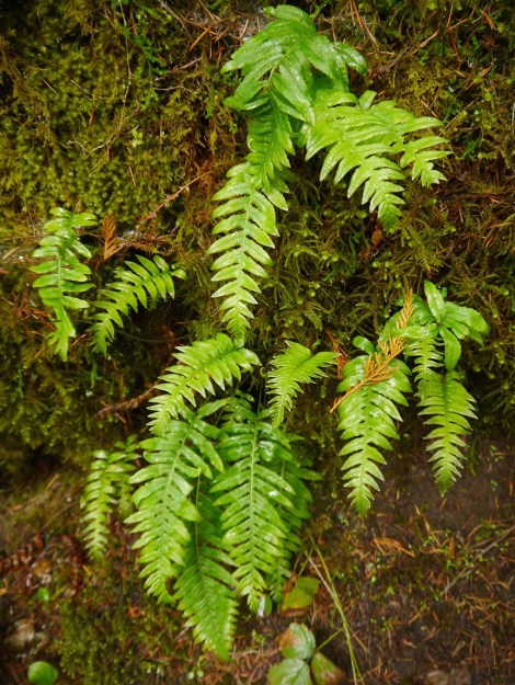 ... and don't forget to look down, too, and do some closeups! These are liquorice ferns, which can be found growing out of the sides of rocks and trees and trees and rocks...