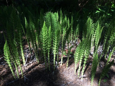 Horsetails