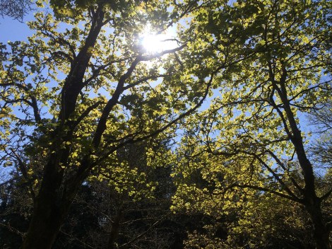 Sun Through Leaves