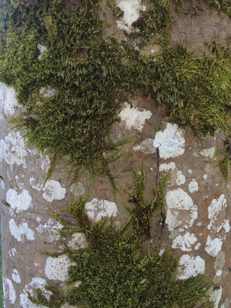 Lichen and Moss