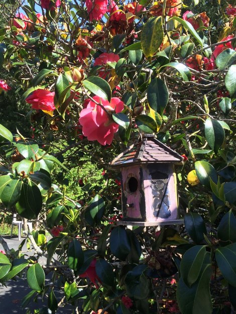 Camellia Bird House