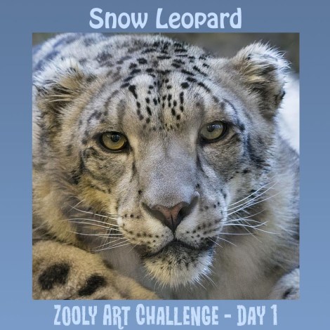 1B.2 Snow Leopard.jpg