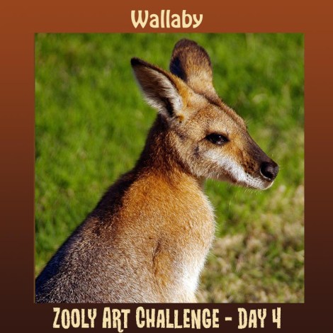 4B Wallaby