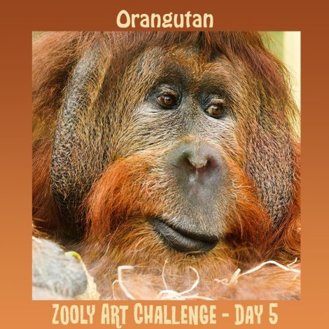5B orangutan