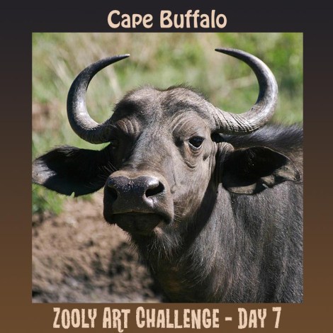 7B Cape Buffalo