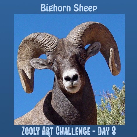 8B bighorn sheep
