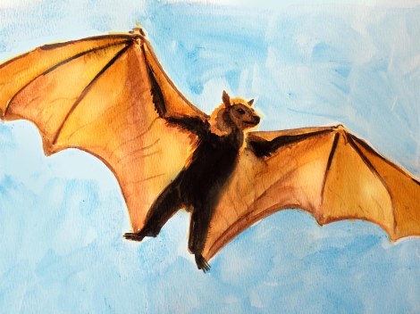 flying fox.jpg