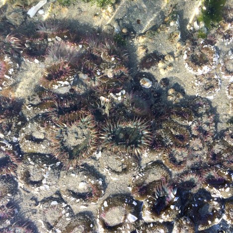 Anthopleura elegantissima 2.jpg