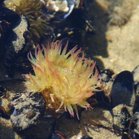 Anthopleura elegantissima.JPG