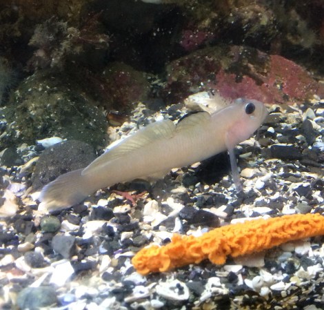 Black-eyed Goby.JPG