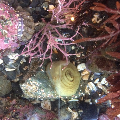 chiton and coraline algae.jpg