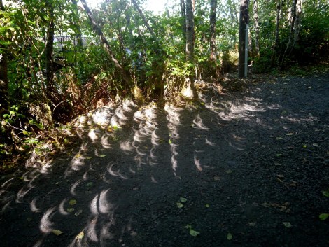 crescents between trees.JPG