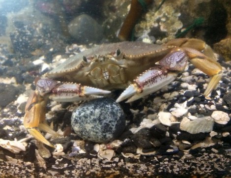 Dungeness crab drummer.JPG