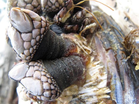 Goose Barnacles on Mussel.JPG