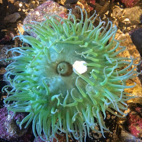 Green Anemone.jpg