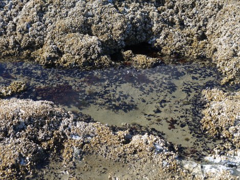 Incinerator rock tidepool.JPG