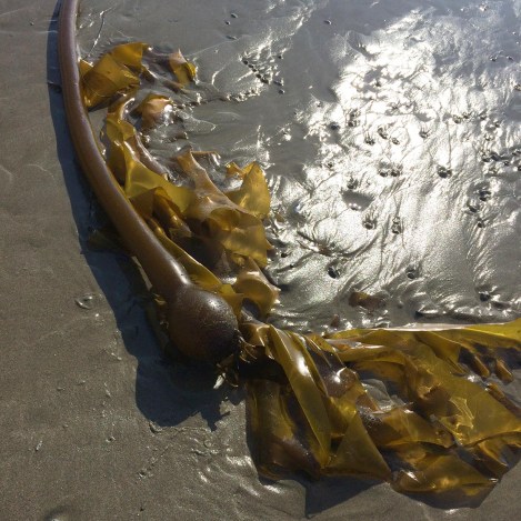 Kelp arc.jpg
