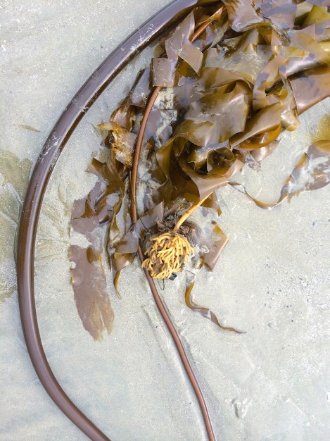 kelp arty.jpg
