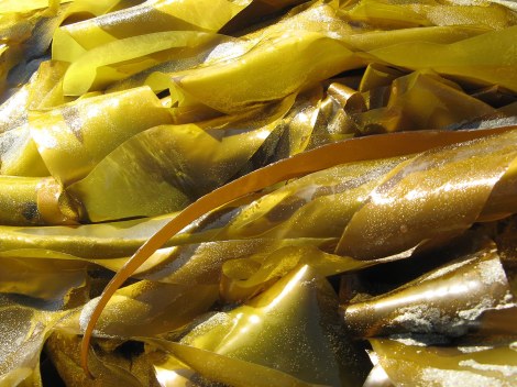 Kelp ribbons.JPG