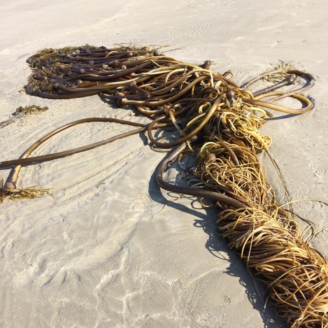 Kelp tangle 2.jpg