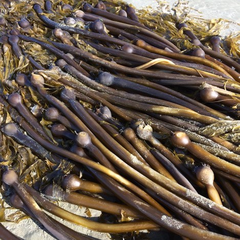 Kelp tangle 3.jpg