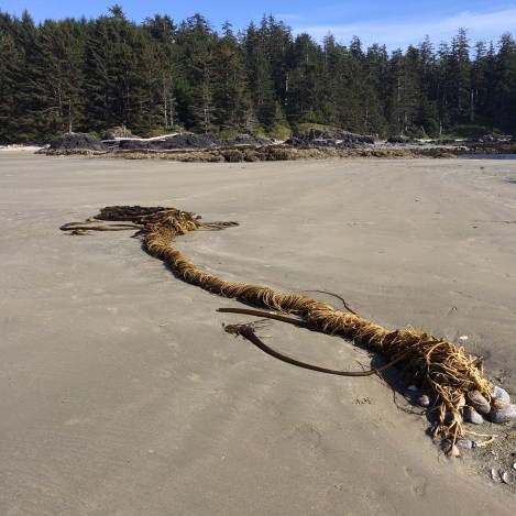 Kelp tangle.jpg