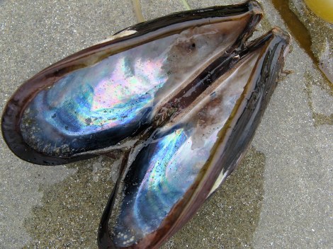 mussel shell.JPG