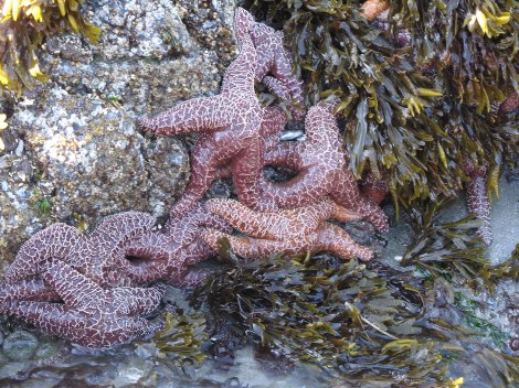 Ochre Stars.JPG