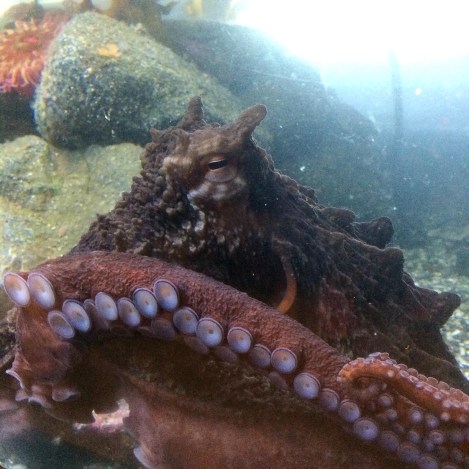 Octopus 1.jpg