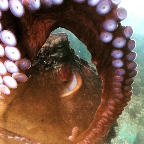 Octopus 2.JPG