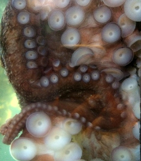 Octopus suckers.jpg