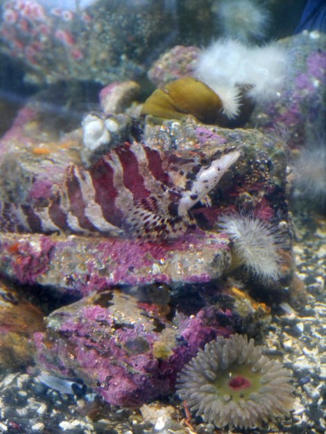 painted greenling.jpg