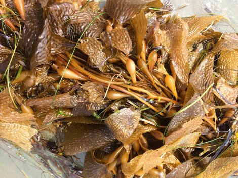 perennial kelp.jpg