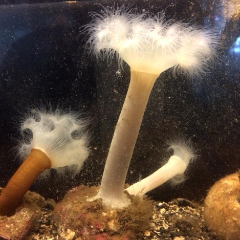 plumose anemone.jpg