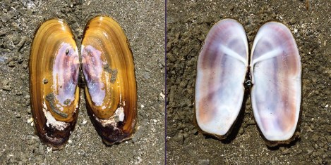 Razor Clam inside:outside.jpg