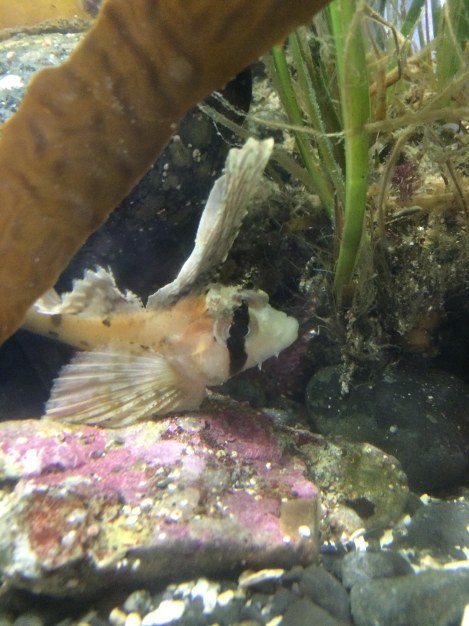 Sailfin Sculpin.jpg