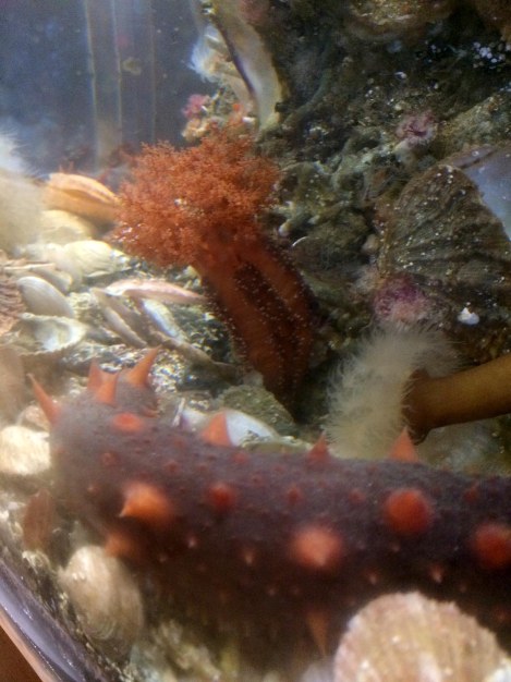 Sea Cucumbers.jpg