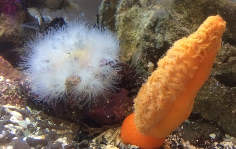 sea pen.jpg