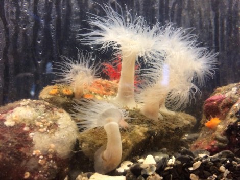 small plumose anemone.JPG